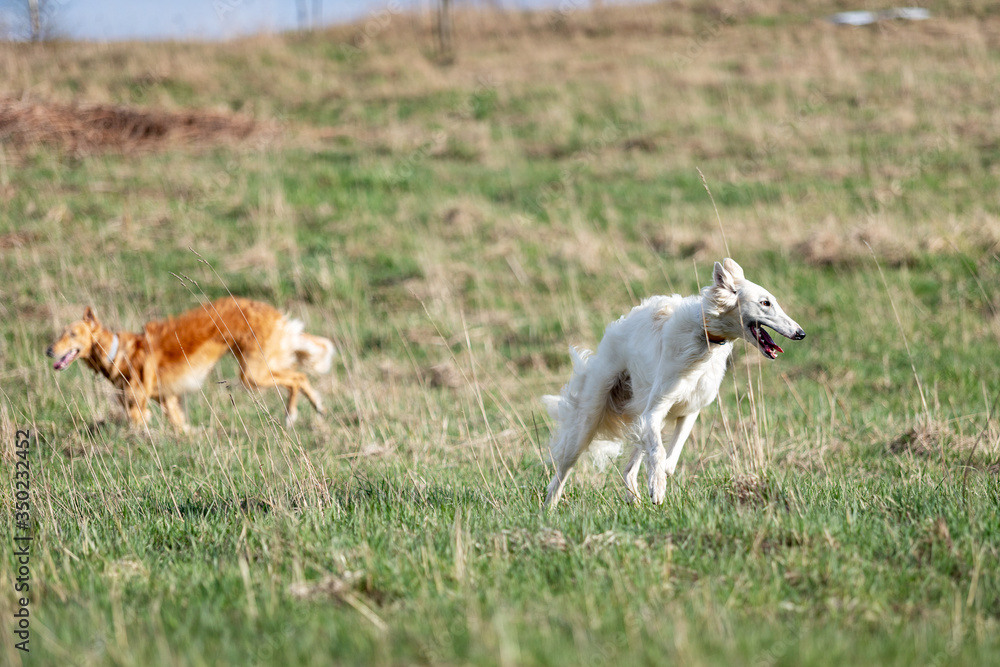 Fototapeta premium Puppy borzoi walks outdoor at summer day