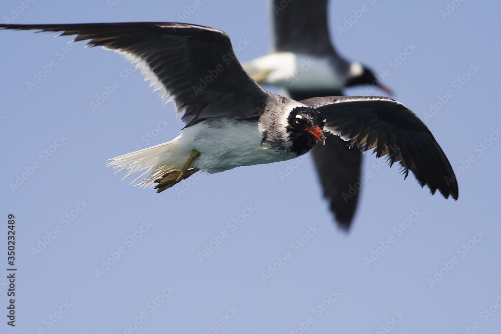 Bird White-eyed gull in flight