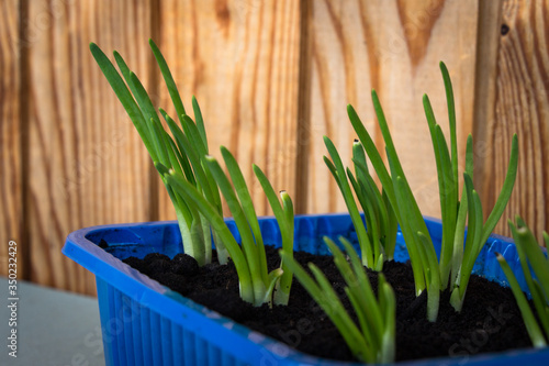 sprouted young green onions photo