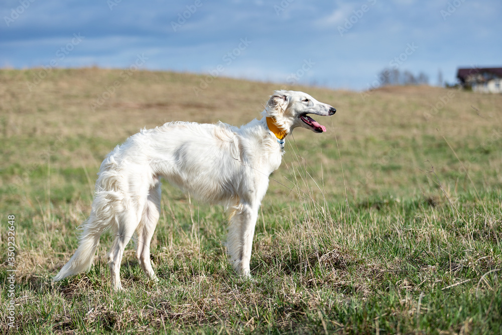 Puppy borzoi walks outdoor at summer day Puppy borzoi walks outdoor at summer day