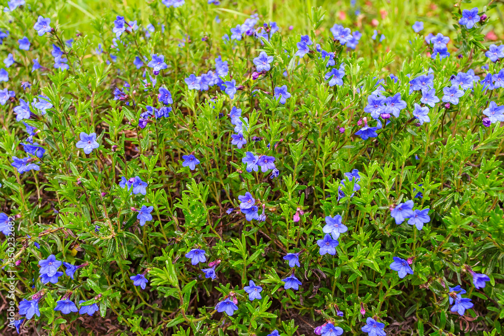 Blue garden flowers at a flowerbed