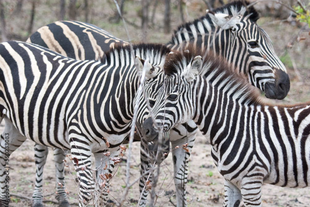 Fototapeta premium Zebra (Equus equus) in the Timbavati Reserve,South Africa