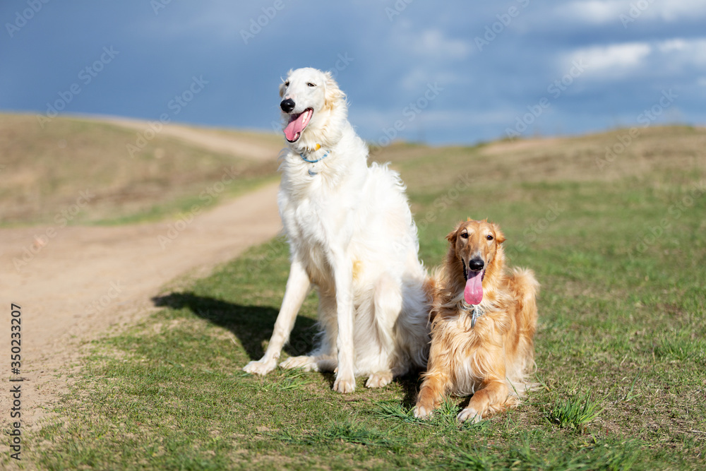 Puppy borzoi walks outdoor at summer day Puppy borzoi walks outdoor at summer day