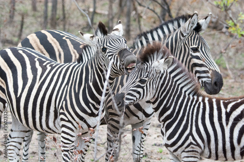 Zebra (Equus equus) in the Timbavati Reserve,South Africa