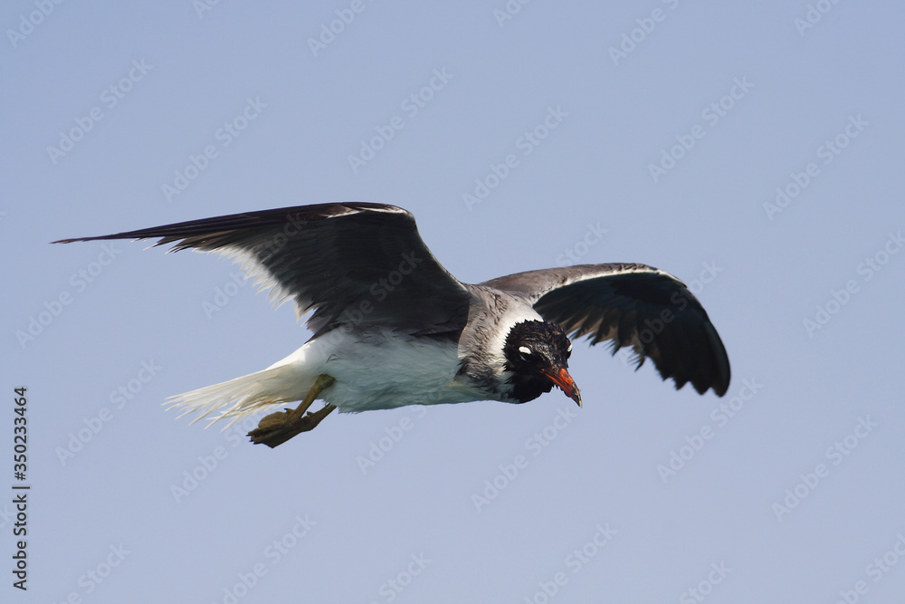 Bird White-eyed gull in flight