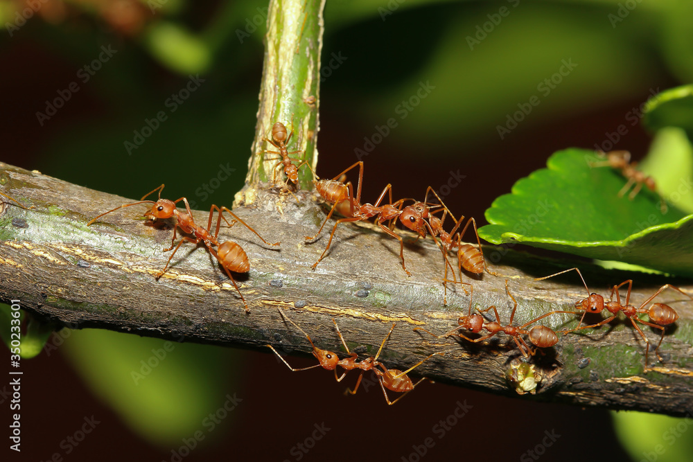 group red ant on stick tree in nature at forest thailand group red ant on stick tree in nature at forest thailand