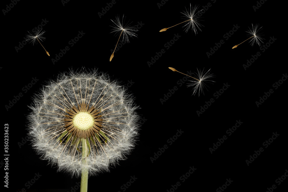 isolated image of dandelion flower