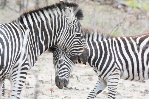 Zebra  Equus equus  in the Timbavati Reserve South Africa