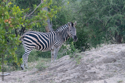 Zebra  Equus equus  in the Timbavati Reserve South Africa