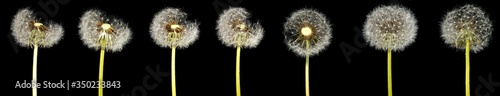 isolated image of dandelion flower