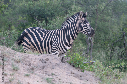 Zebra (Equus equus) in the Timbavati Reserve,South Africa
