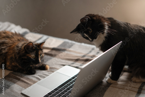 The cat lies in front of the laptop and looks at the screen, and the second cat looks at the screen from the side