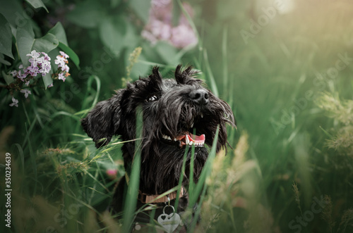 Canvastavla miniature schnauzer black puppy spring walk in nature beautiful portrait express