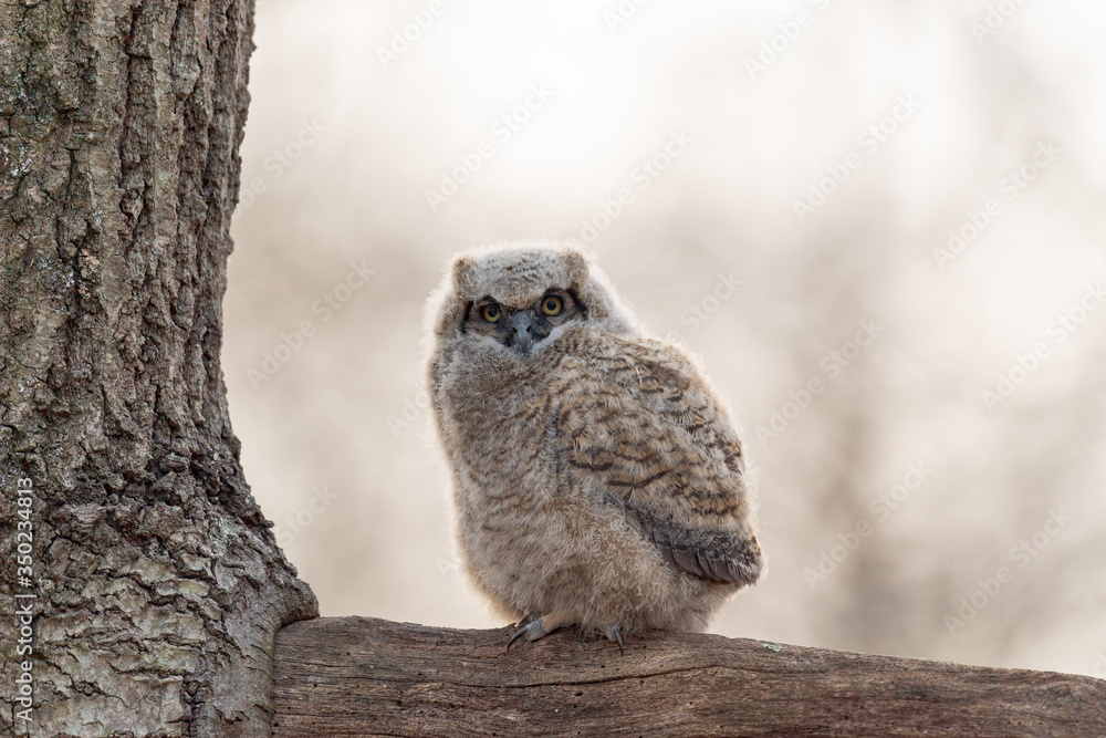 A Great Horned Owlet perched on a tree limb. A Great Horned Owlet perched on a tree limb.