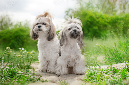 Obraz na plátne shih tzu dog cute spring portrait