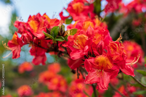 Rhododendron in bloom with flowers. Azalea bushes in the park. A great decoration for any garden