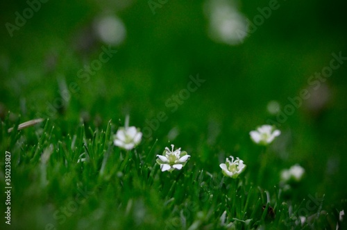 green grass and flowers