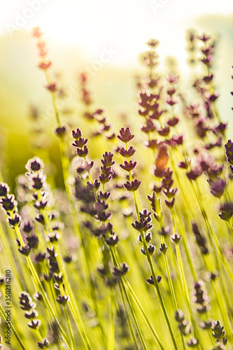 Blühender Lavendel im Sommer