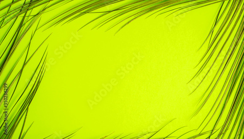 Tropical palm leaves on green background