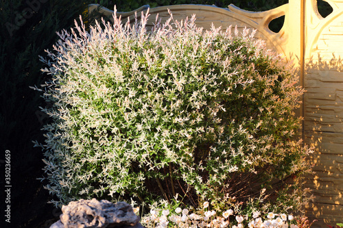 Hakuro Nishiki (Salix Integra) dappled willow tree in a garden