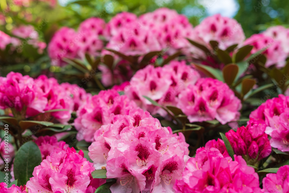 Rhododendron in bloom with flowers. Azalea bushes in the park. A great decoration for any garden