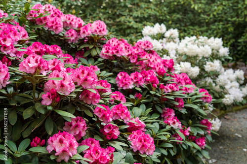 Rhododendron in bloom with flowers. Azalea bushes in the park. A great decoration for any garden photo