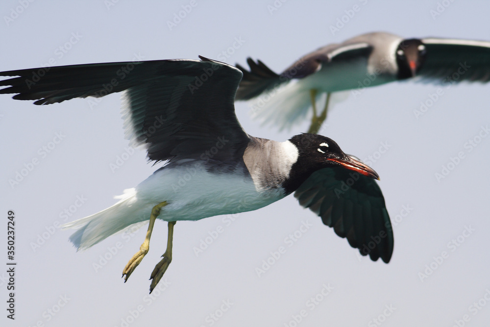 Bird White-eyed gull in flight