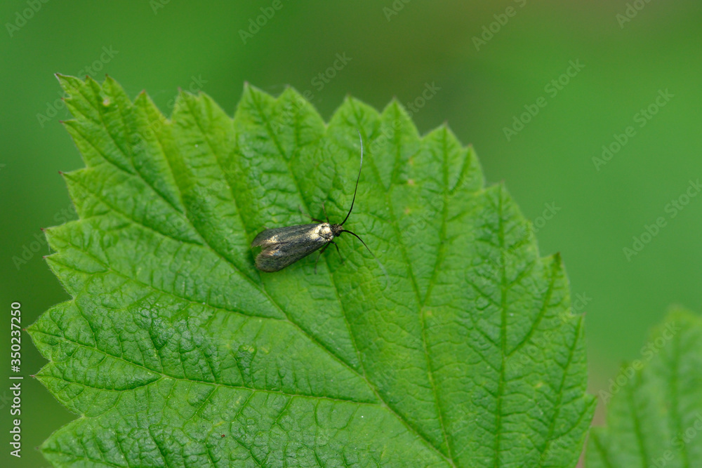 Weibchen der Grünen Langfühlermotte (Adela reaumurella) Weibchen der Grünen Langfühlermotte (Adela reaumurella)