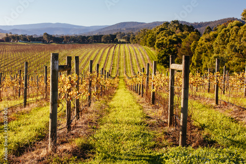 Yarra Valley Vineyard in Australia photo