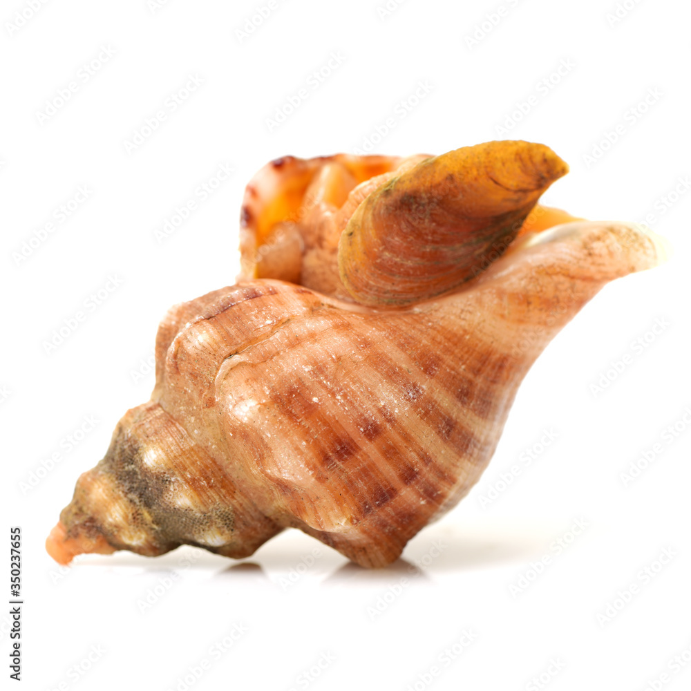 live conch on white background live conch on white background