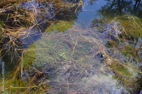 Fototapeta Naklejka Na Ścianę i Meble -  Landscape View of Pond in Forest of Himachal Pradesh India 5