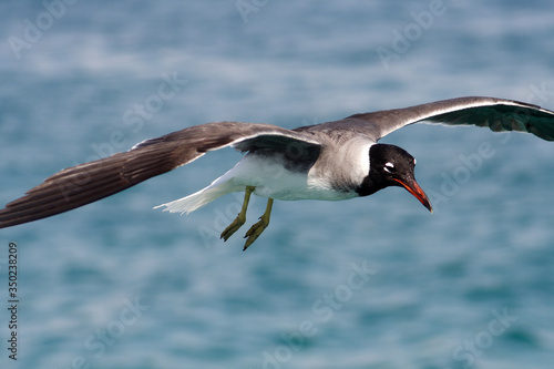  Bird White-eyed gull in flight