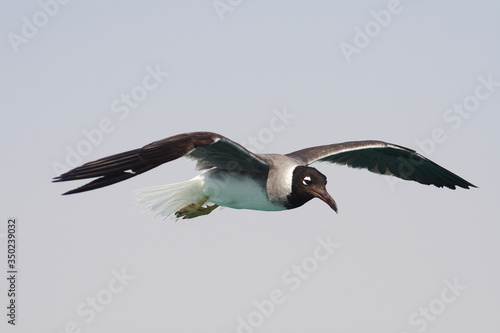 Obraz na płótnie
Bird White-eyed gull in flight w salonie