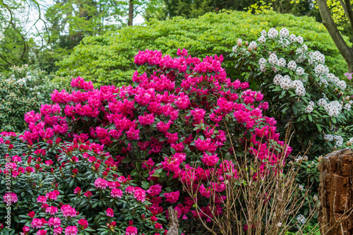 Fototapeta Naklejka Na Ścianę i Meble -  Rhododendron in bloom with flowers. Azalea bushes in the park. A great decoration for any garden
