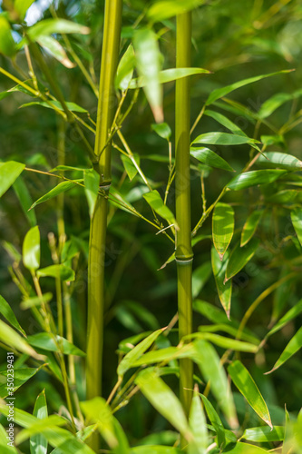 Bamboo forest in the morning