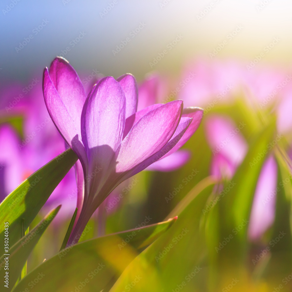 Close-up of blooming spring flowering violet crocuses on natural background on a sunny day. Soft selective focus.
