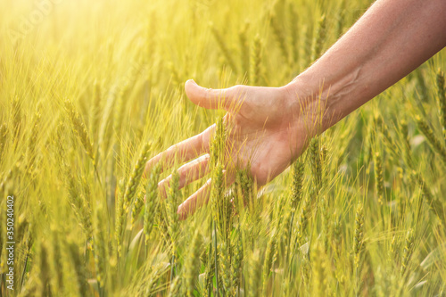 Field of young wheat or rye in the rays of sunlight, farmer's hand with ears of cereal, closeup. © rustamank