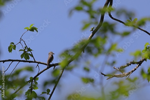 樹上のキビタキのメス photo