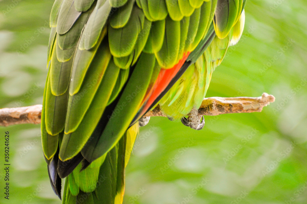 Obraz premium green winged macaw