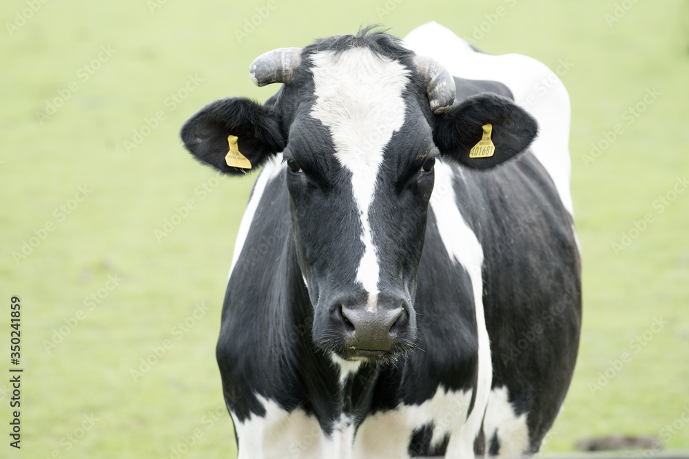 Closeup of face of cow which grazes on green meadow