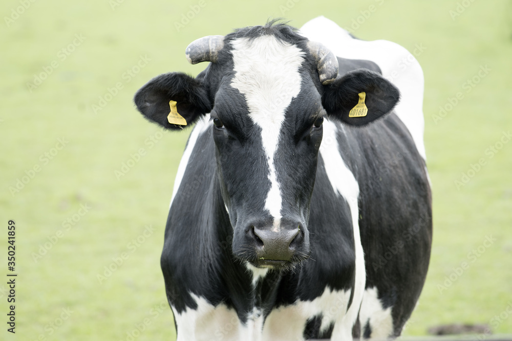 Closeup of face of cow which grazes on green meadow Closeup of face of cow which grazes on green meadow