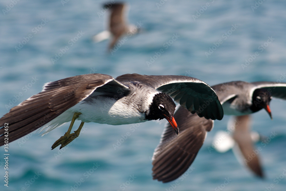 Fotografie Bird White-eyed gull in flight