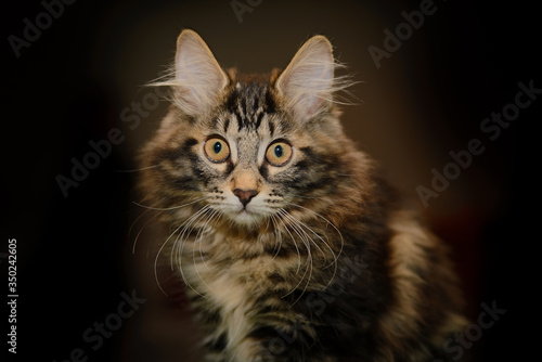Portrait of a striped fluffy Siberian cat with yellow big frightened eyes on a black background