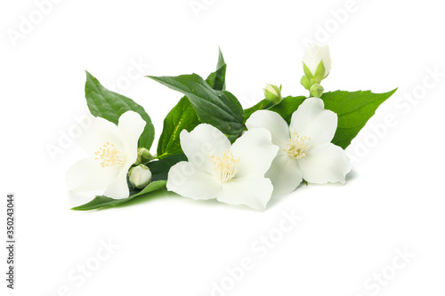 Apricot flowers isolated on white background. Spring tree