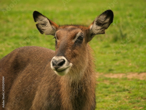 young deer in the grass. Zoo