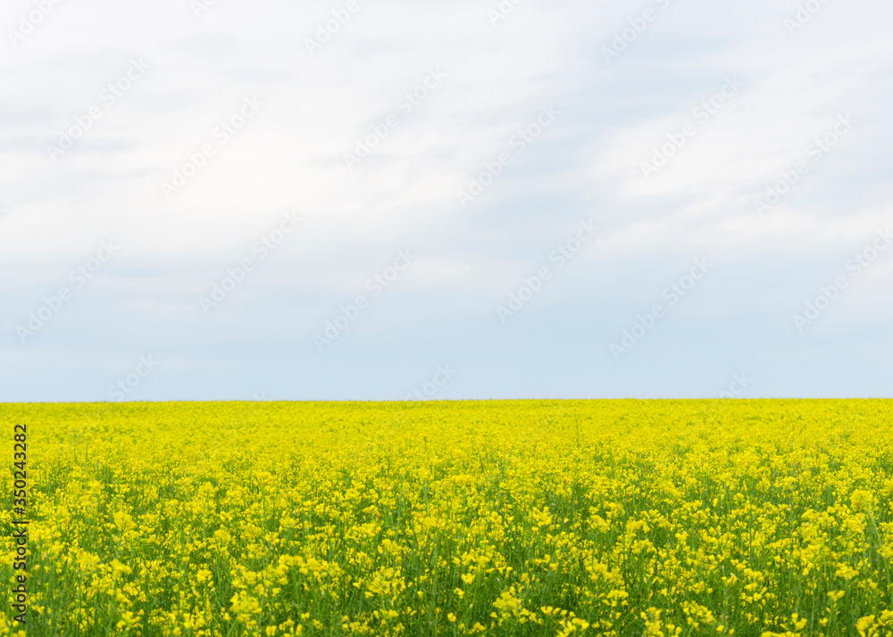 yellow rapeseed flowers (lat. Brassica get drunk) against a blue sky 3