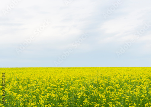 yellow rapeseed flowers (lat. Brassica get drunk) against a blue sky 3 © Hennadii Havrylko