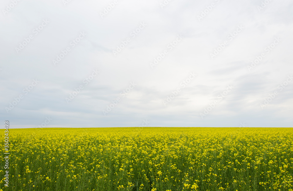 yellow rapeseed flowers (lat. Brassica get drunk) against a blue sky 9