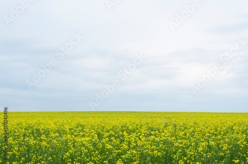 yellow rapeseed flowers (lat. Brassica get drunk) against a blue sky 10 © Hennadii Havrylko