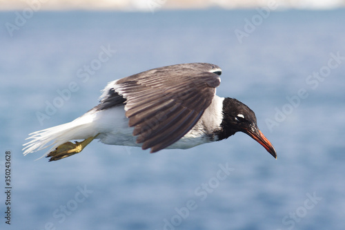 Obraz na płótnie
Bird White-eyed gull in flight w salonie